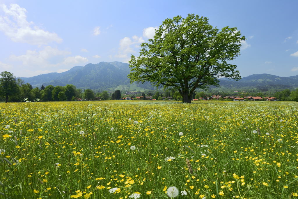 Bergwiese im Mai