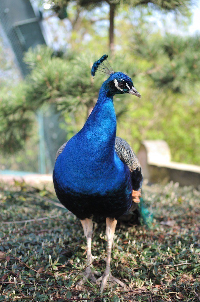 Bergzoo Halle(Saale) Pfau-Ego