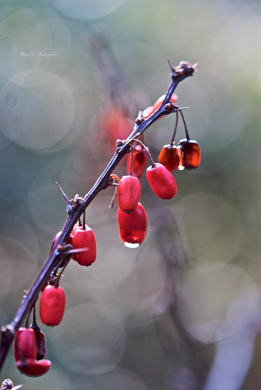 berries of autumn

MICRO NIKKOR 60mm/2.8G ED