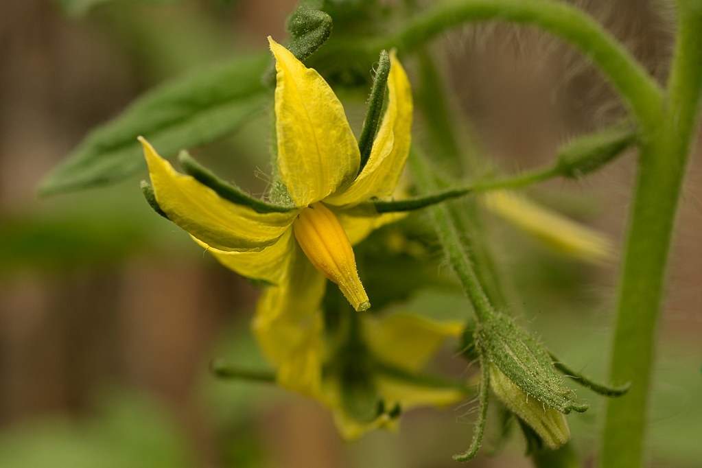 bestäubte Tomatenblüte