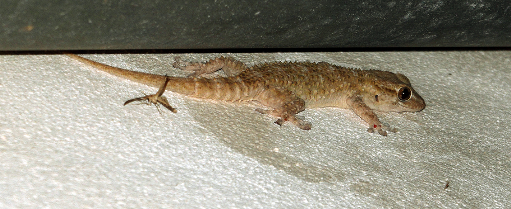 Besuch.am.Abend.ff.jpg