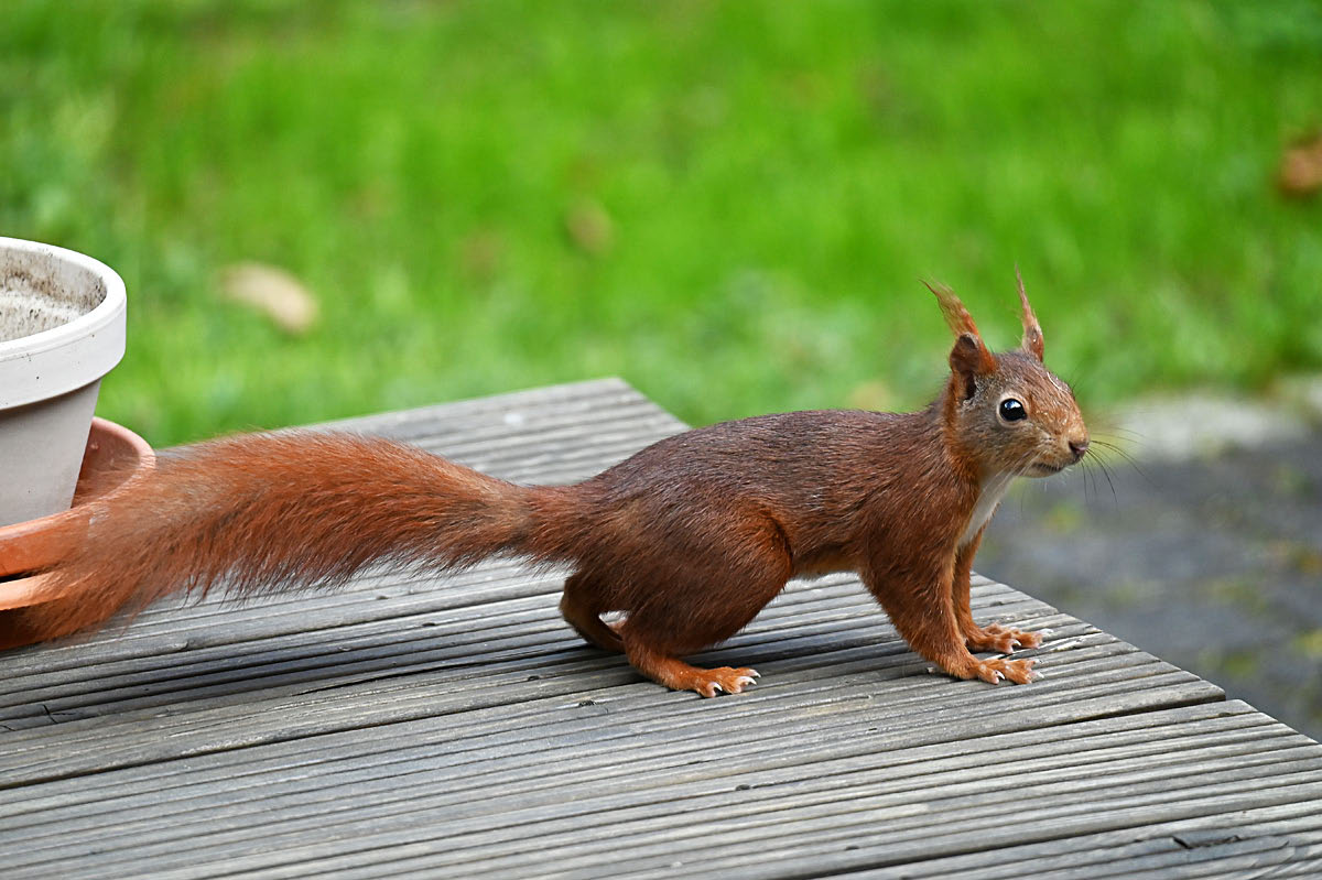 Besuch aus dem Wald 1.jpg