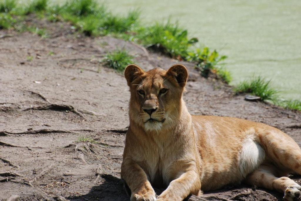 Besuch im ZOO 4