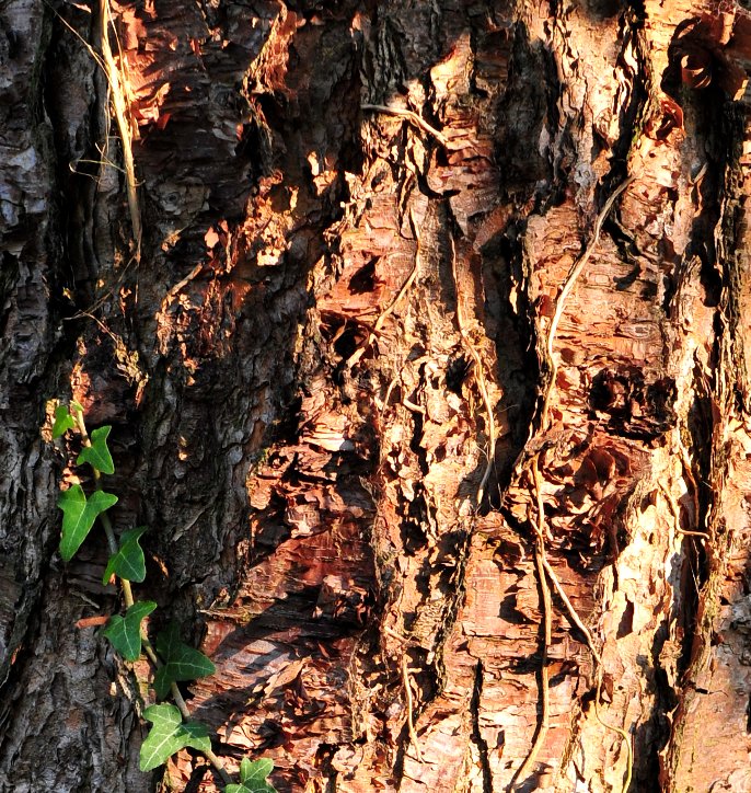 betula nigra w3