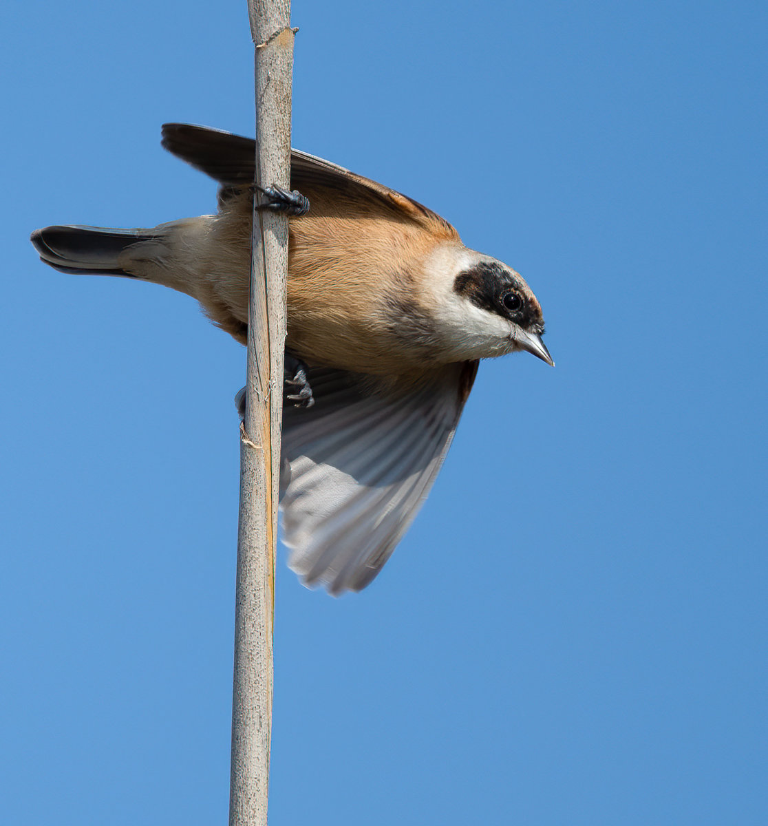 Beutelmeise Takeoff.jpg