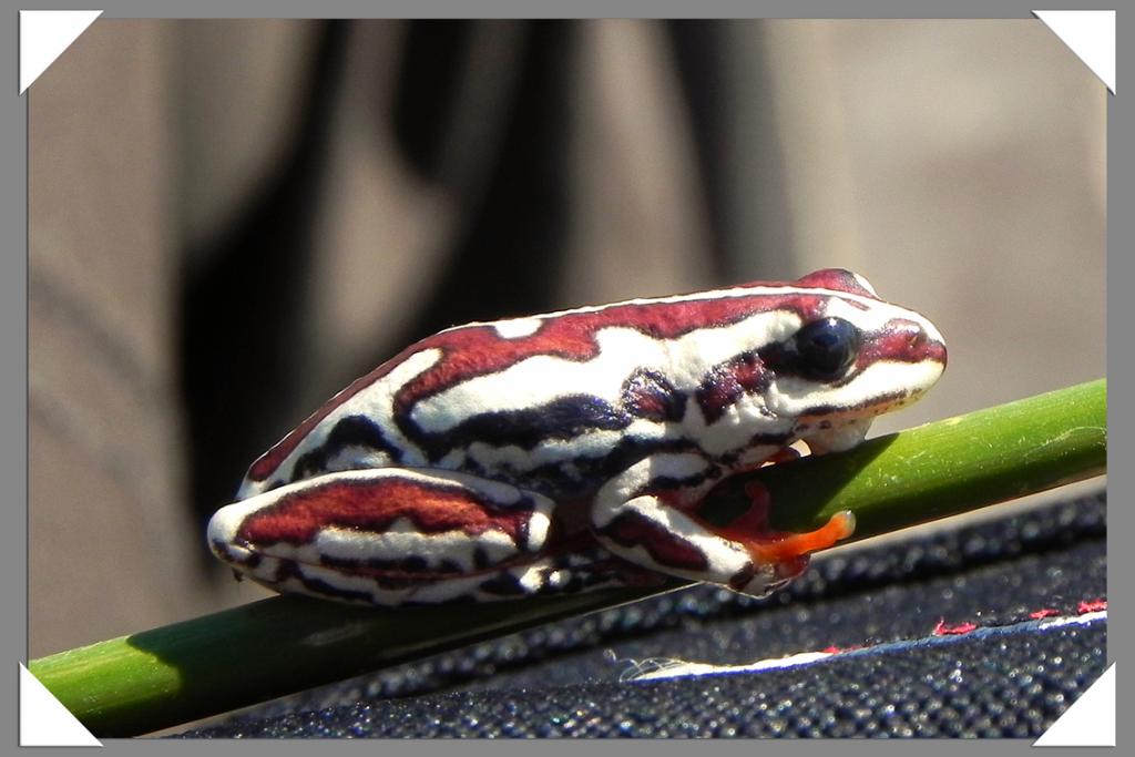 Bewohner des Okavango_Deltas