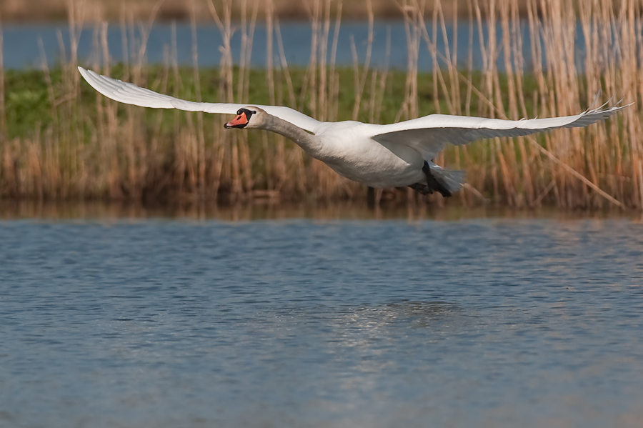 Bi Kastenweiher  DSC 8261 11. April 2009 010