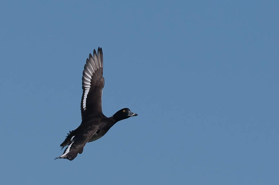 Bi Kastenweiher  DSC 8495 12. April 2009 012