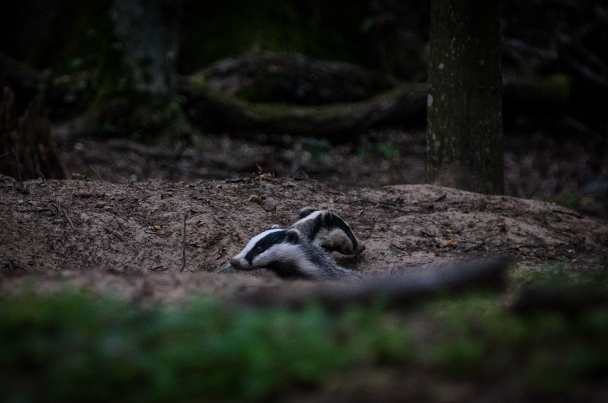 Bialowieza Polen