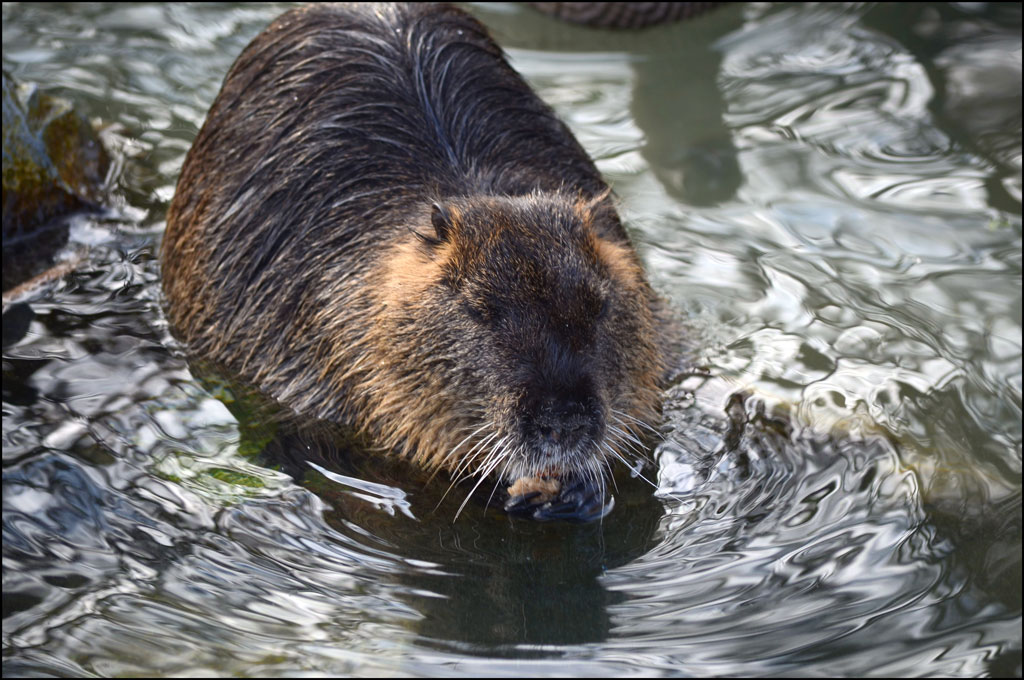 Biber oder Ratte Mahlzeit