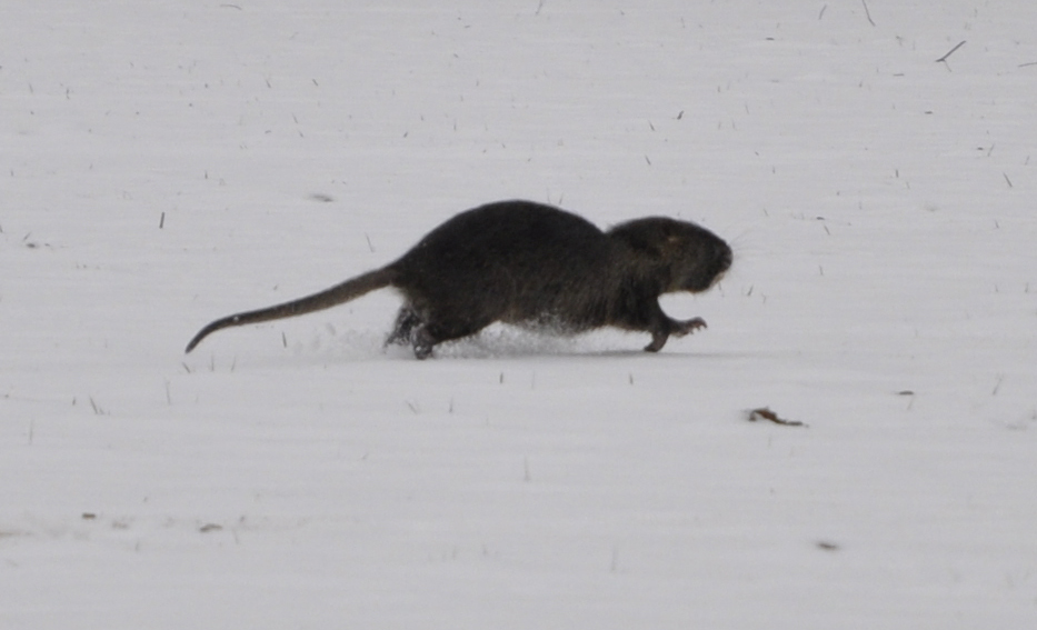 Biberratte