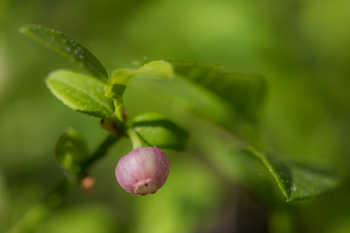 Bickbeeren 1-7204.jpg