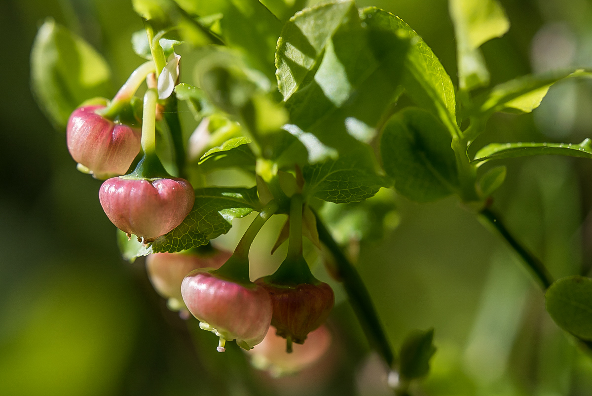 Bickbeeren 3-7212.jpg