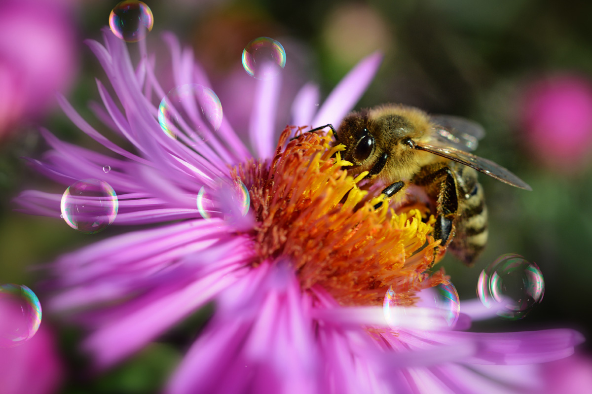 biena_aster_1200.jpg