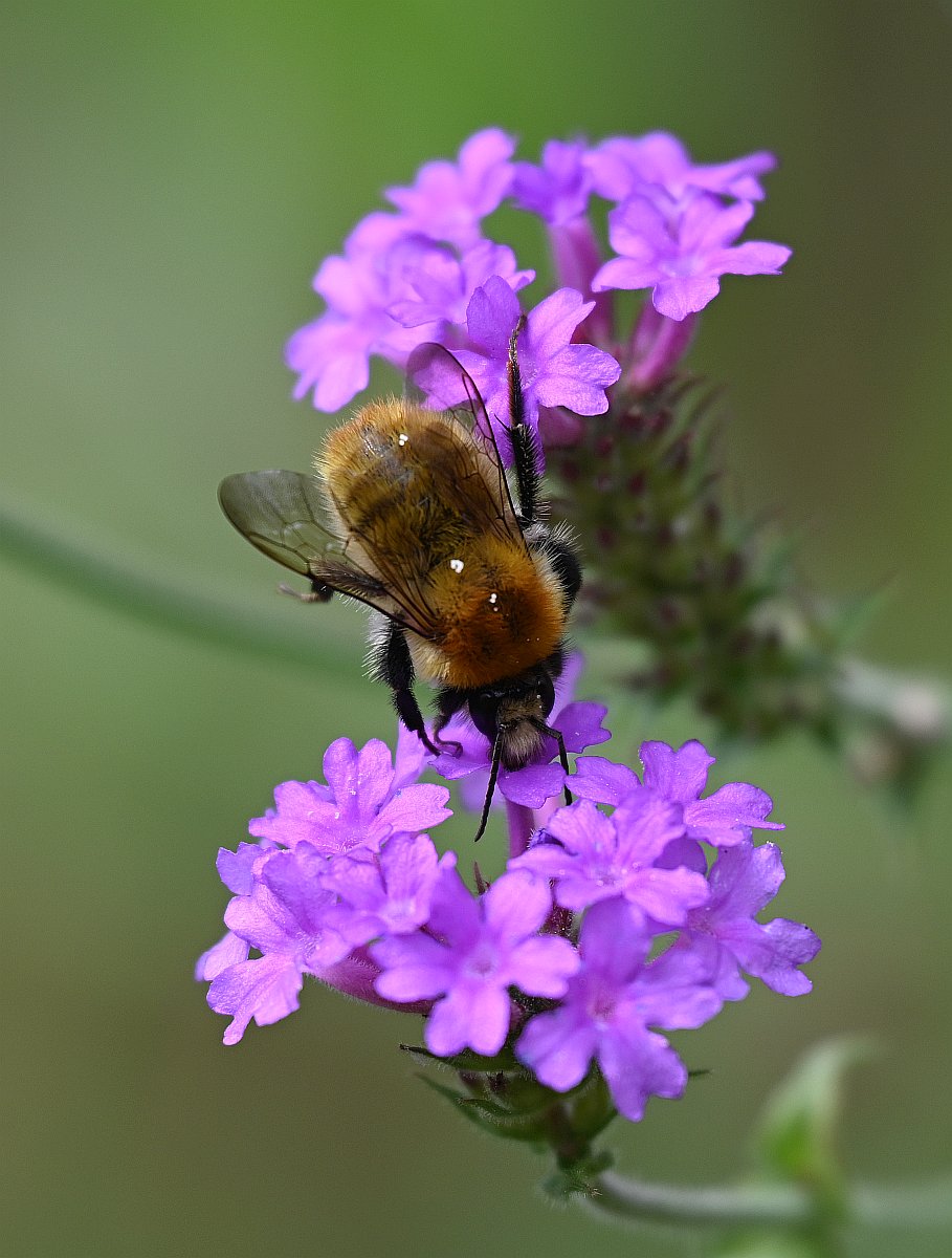 Bienchen.jpg