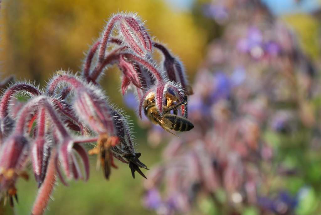 Bienchen und Blümchen