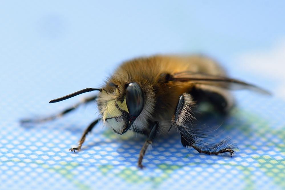 Bienchen