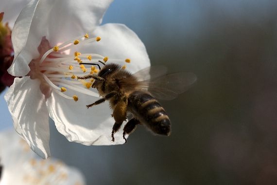bienchen