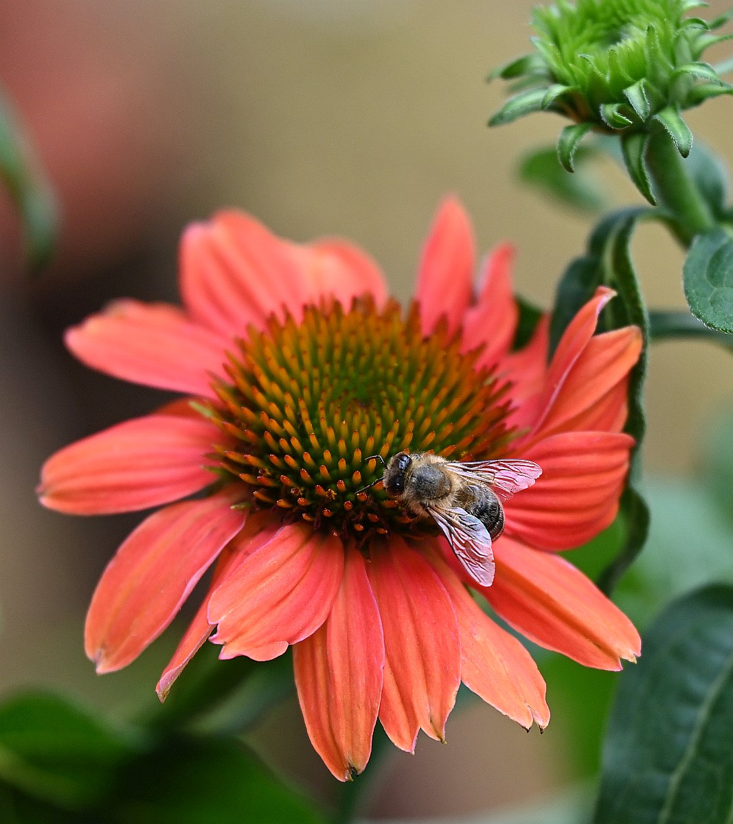 Bienchen2.jpg