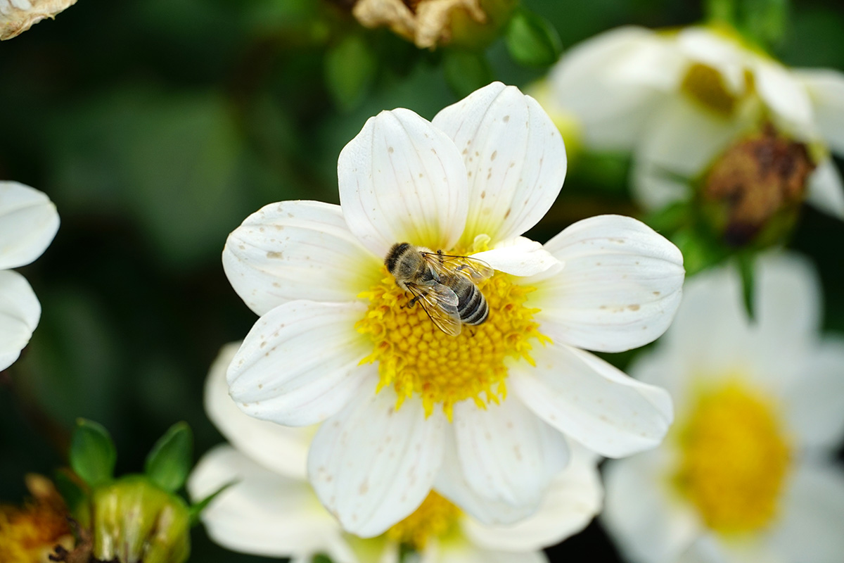 biene 1.jpg
