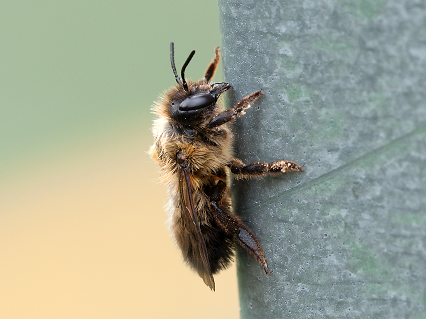Biene 2012 07 06 04