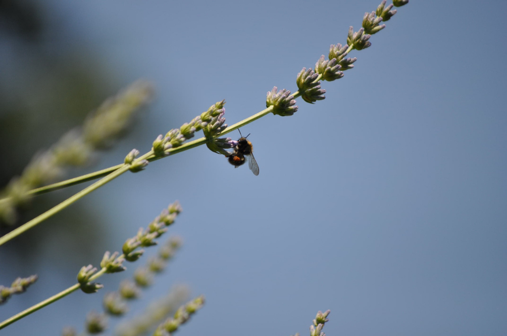 Biene am Lavendel