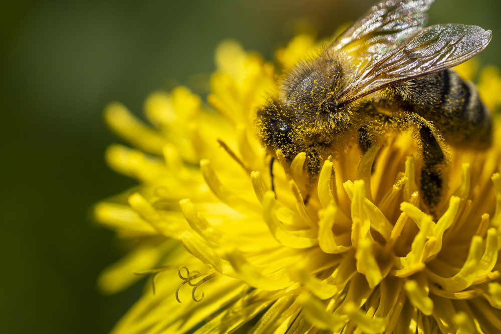 Biene auf Blüte