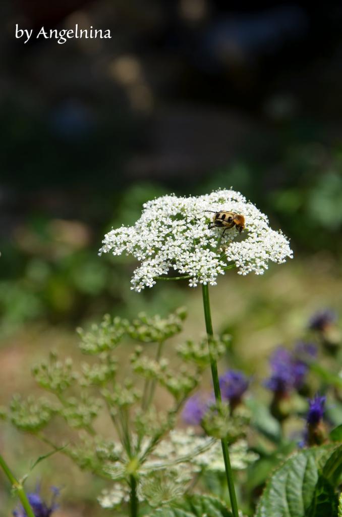 Biene auf Blume