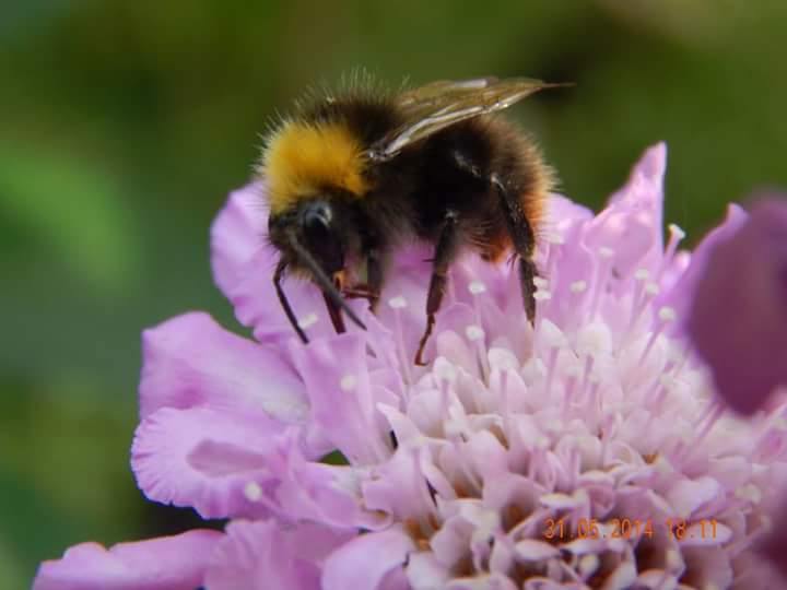 Biene auf Blume
