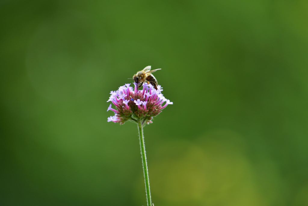 Biene auf Blume