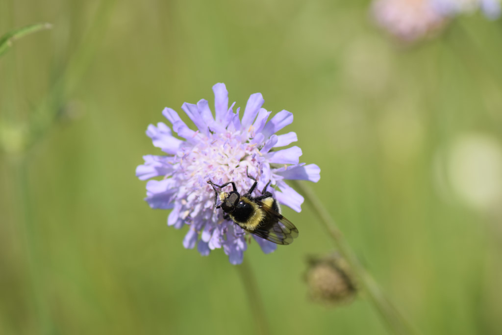 Biene auf der Blume