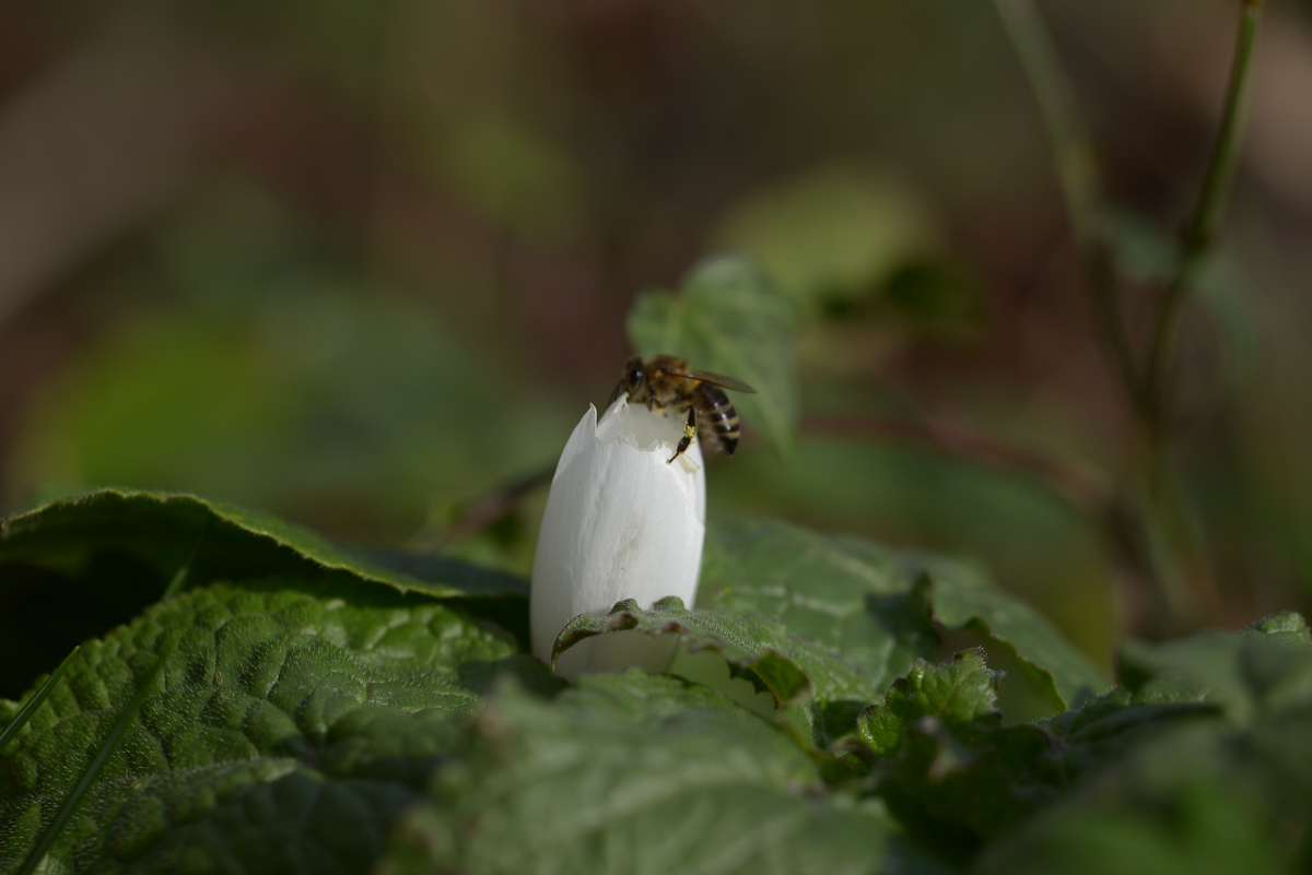 Biene auf Krokus