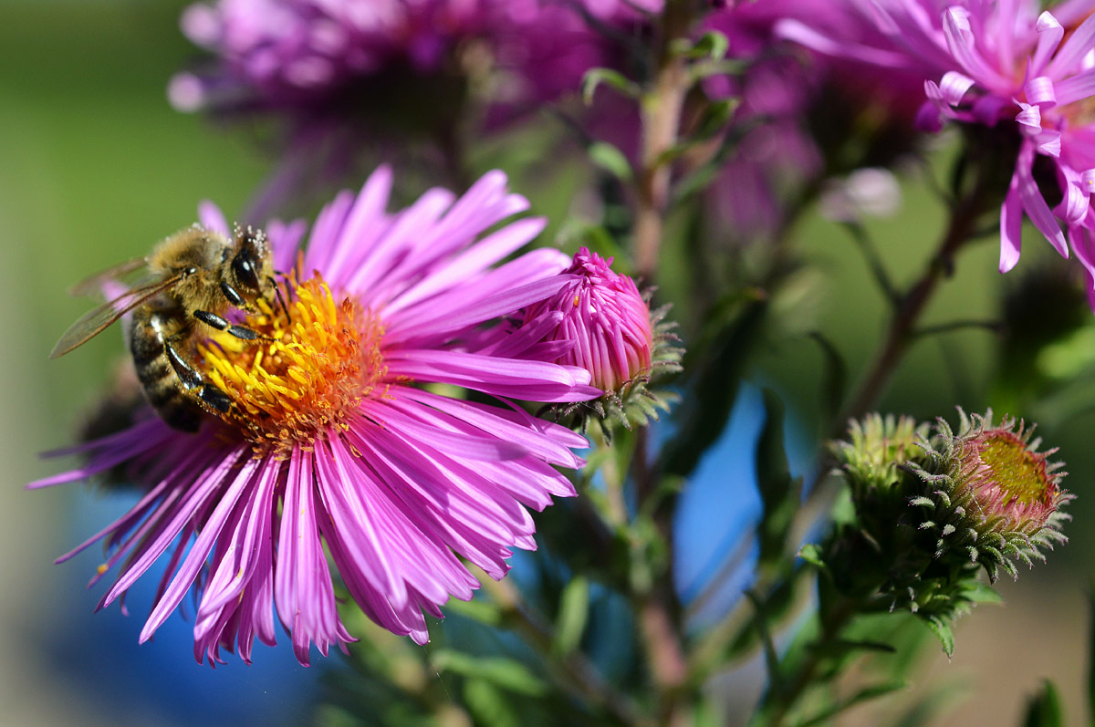 biene Chrysantheme 1200