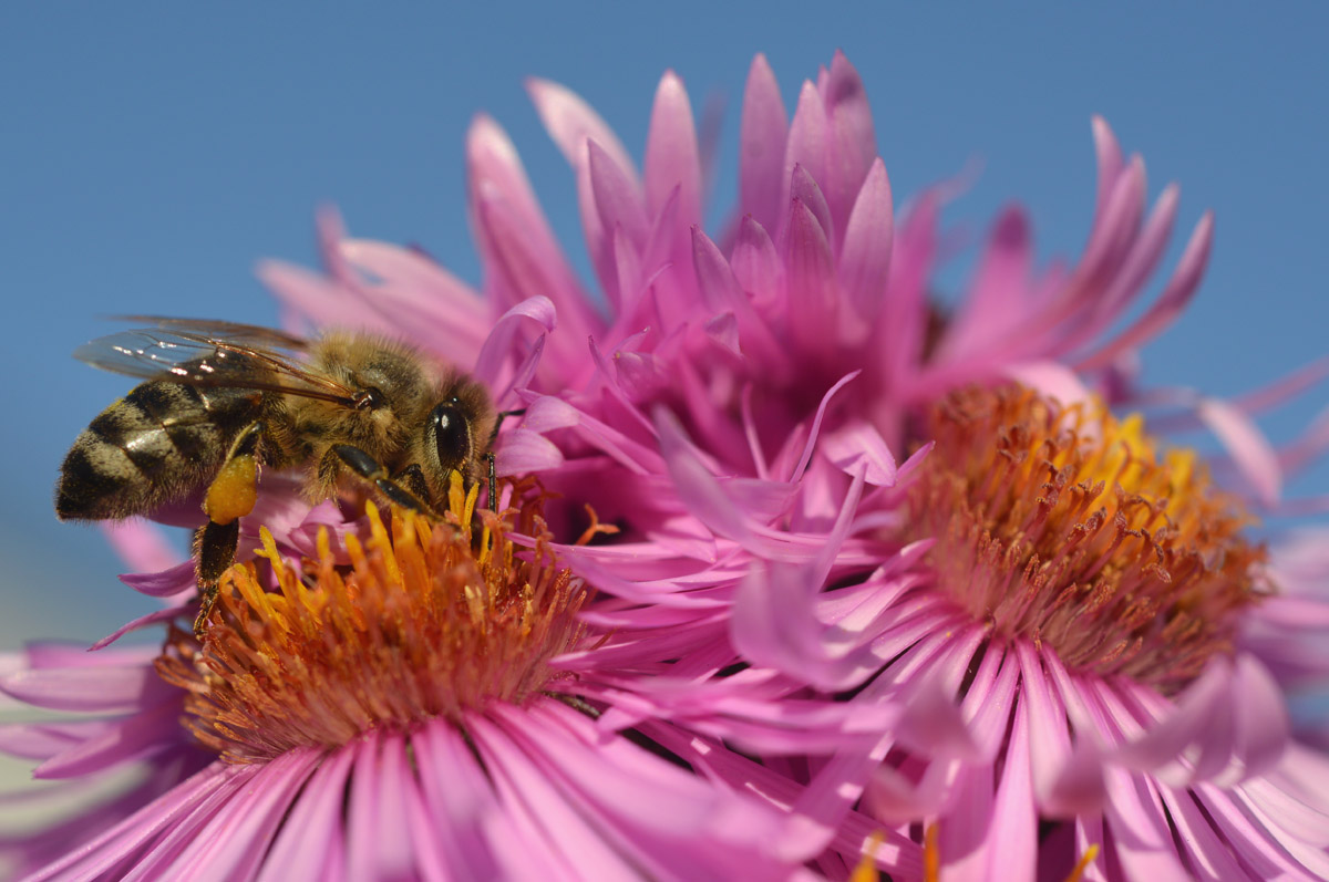 biene Chrysantheme 1200