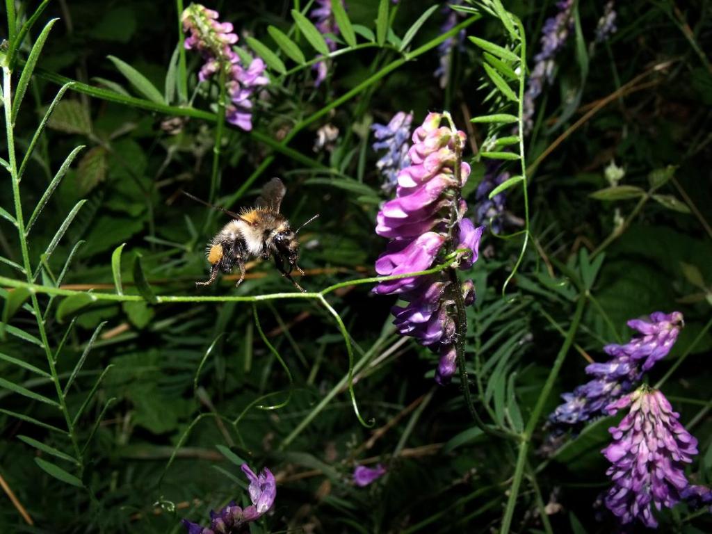 Biene. Fotografiert mit einer rein technisch unterlegenen Finepix S1500