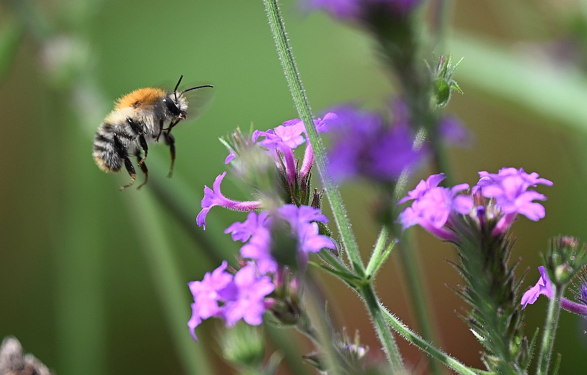 Biene im Anflug.jpg