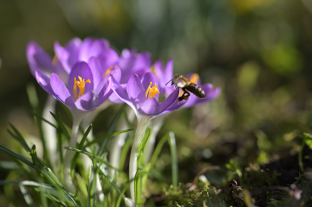Biene im Anflug