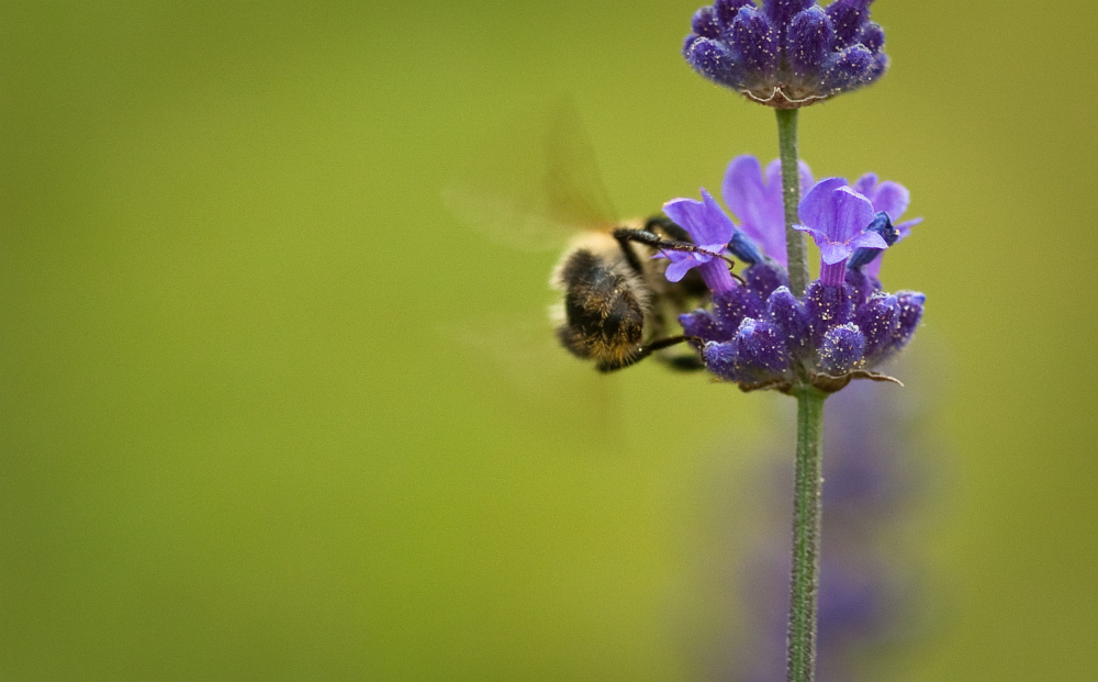 Biene Lavendel