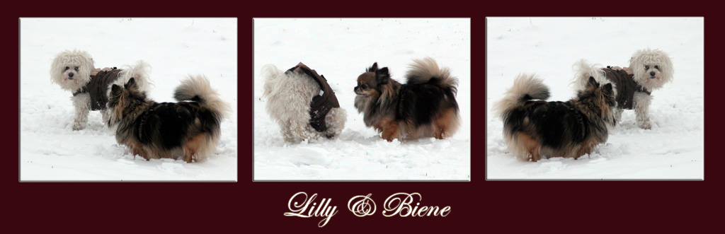 biene lilly kl