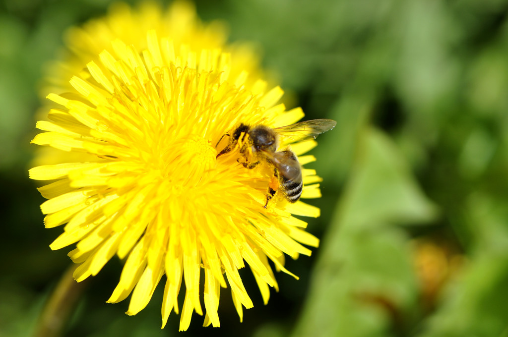Biene mit Blume