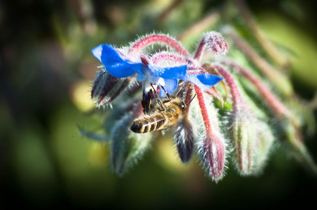Biene, nach Lightroom