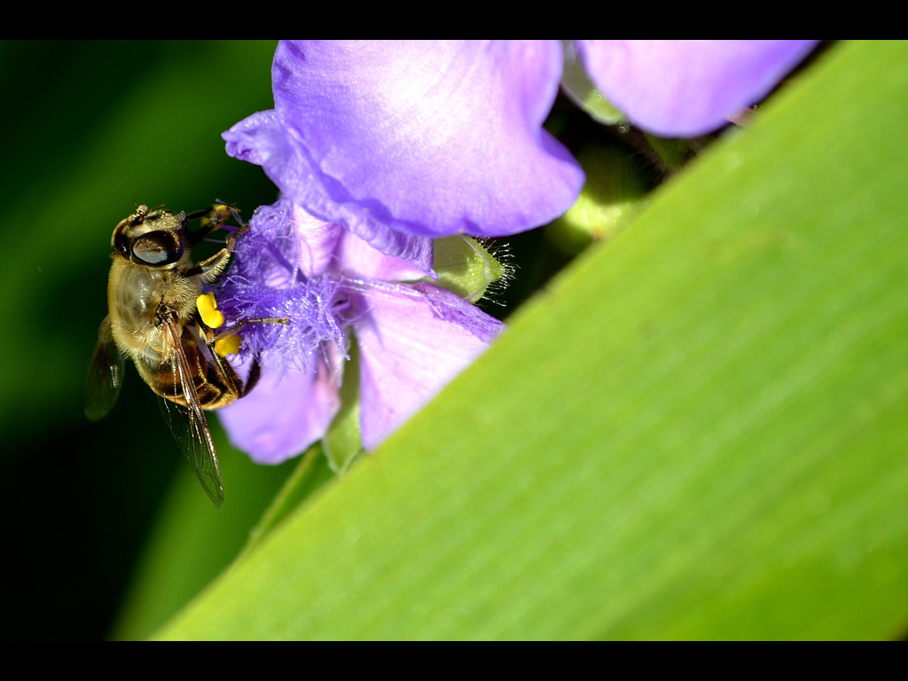 Biene