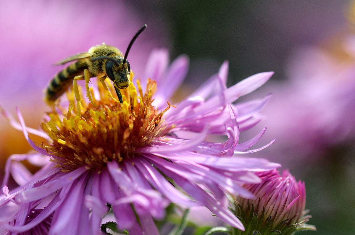 biene_aster_1201.jpg