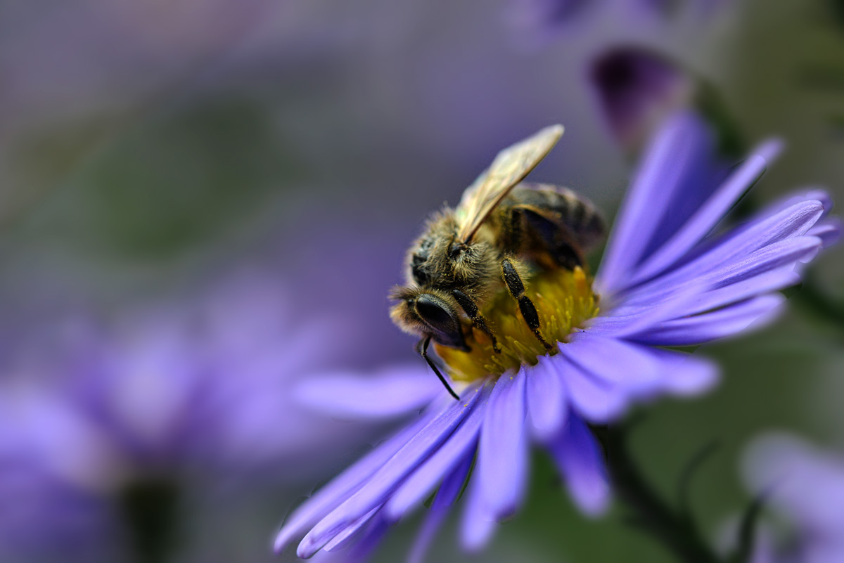 biene_herbst_aster_1200.jpg