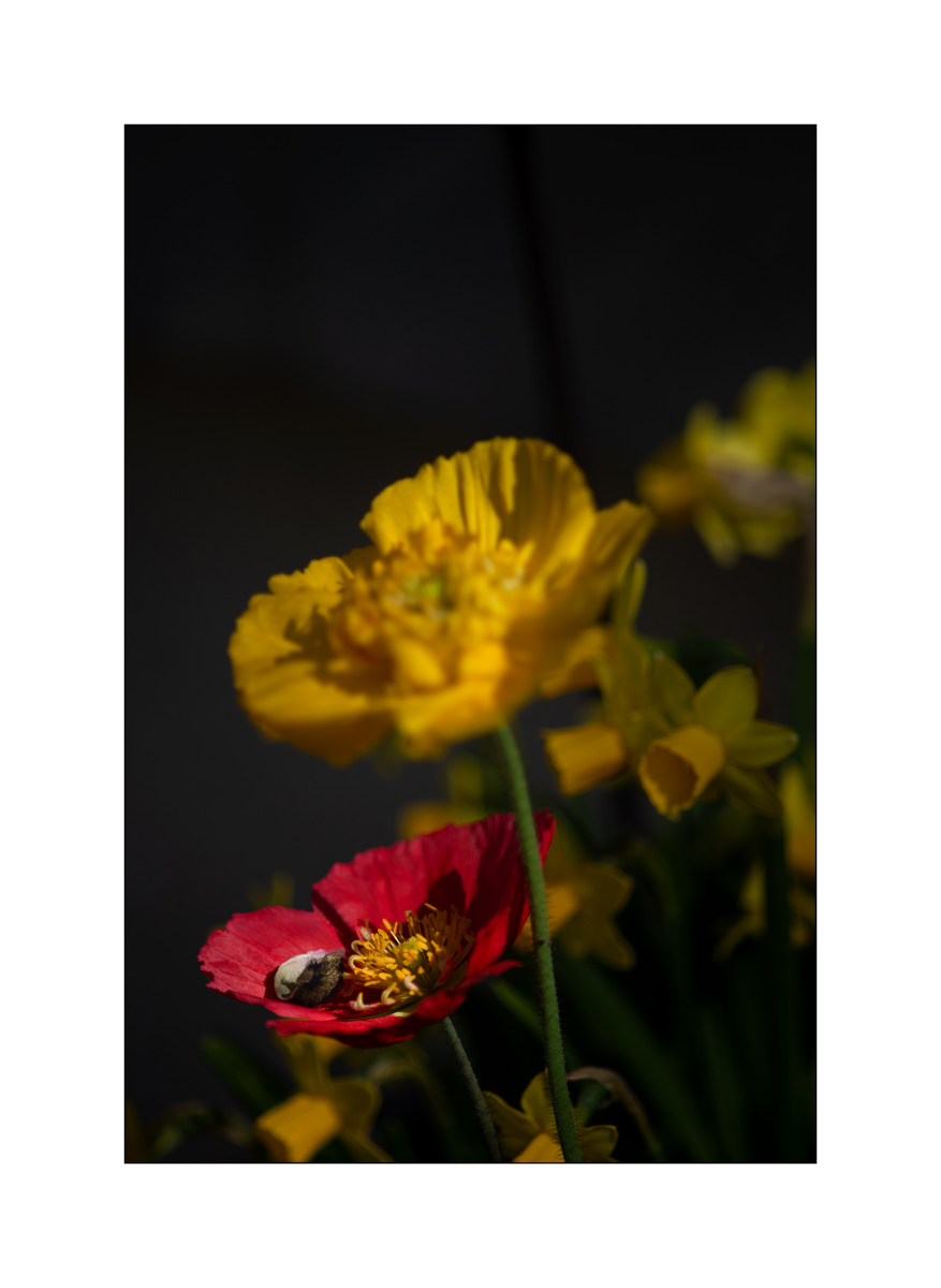 BieneDSC_3435.jpg