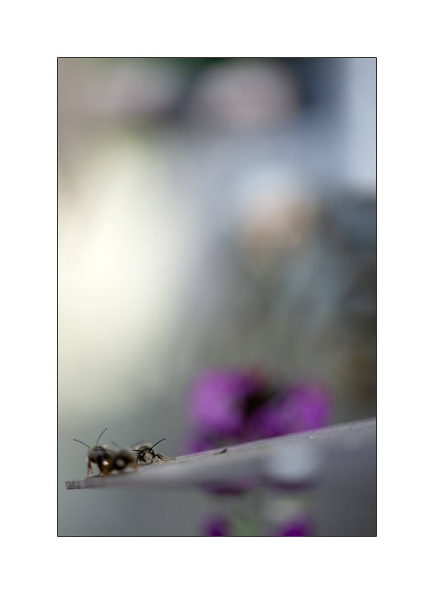 BieneDSC_3443.jpg