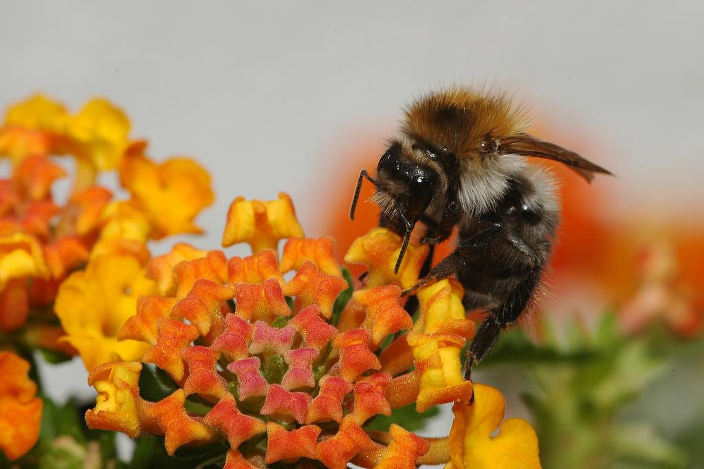 bienen 06