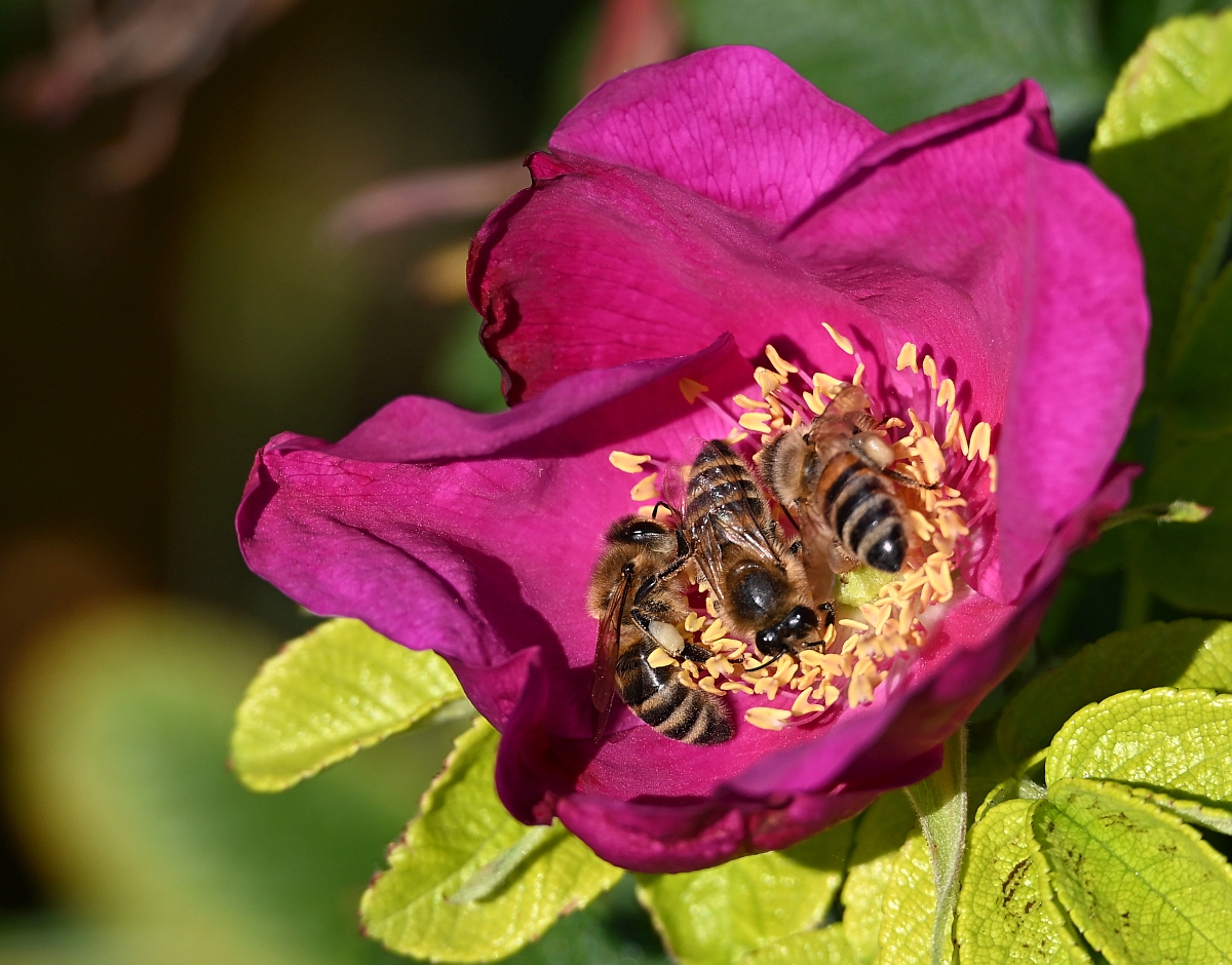 Bienen-Bad.jpg