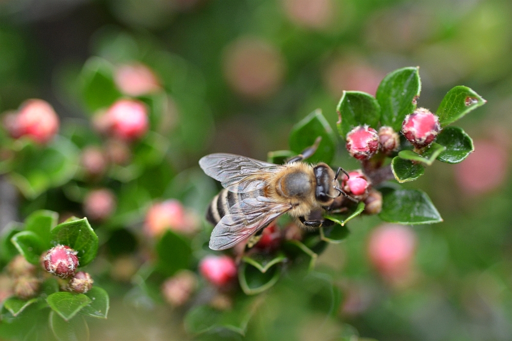 Bienen im Garten