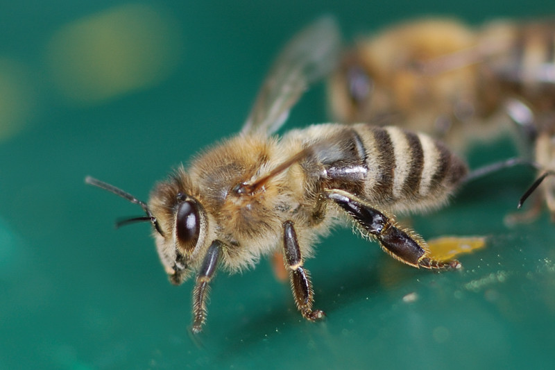 Bienen NFF 1